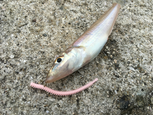 福山市内海町 田島 でパワーイソメを使ってキス釣りをしました なんでだろう